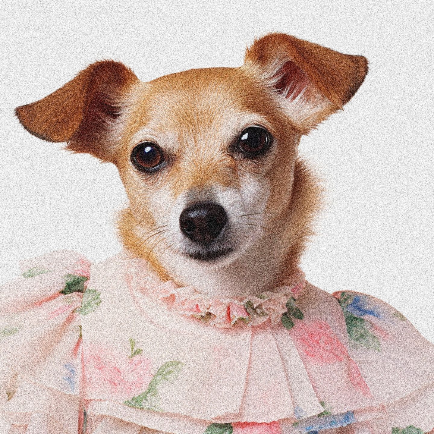 Sevimli Köpek Portresi