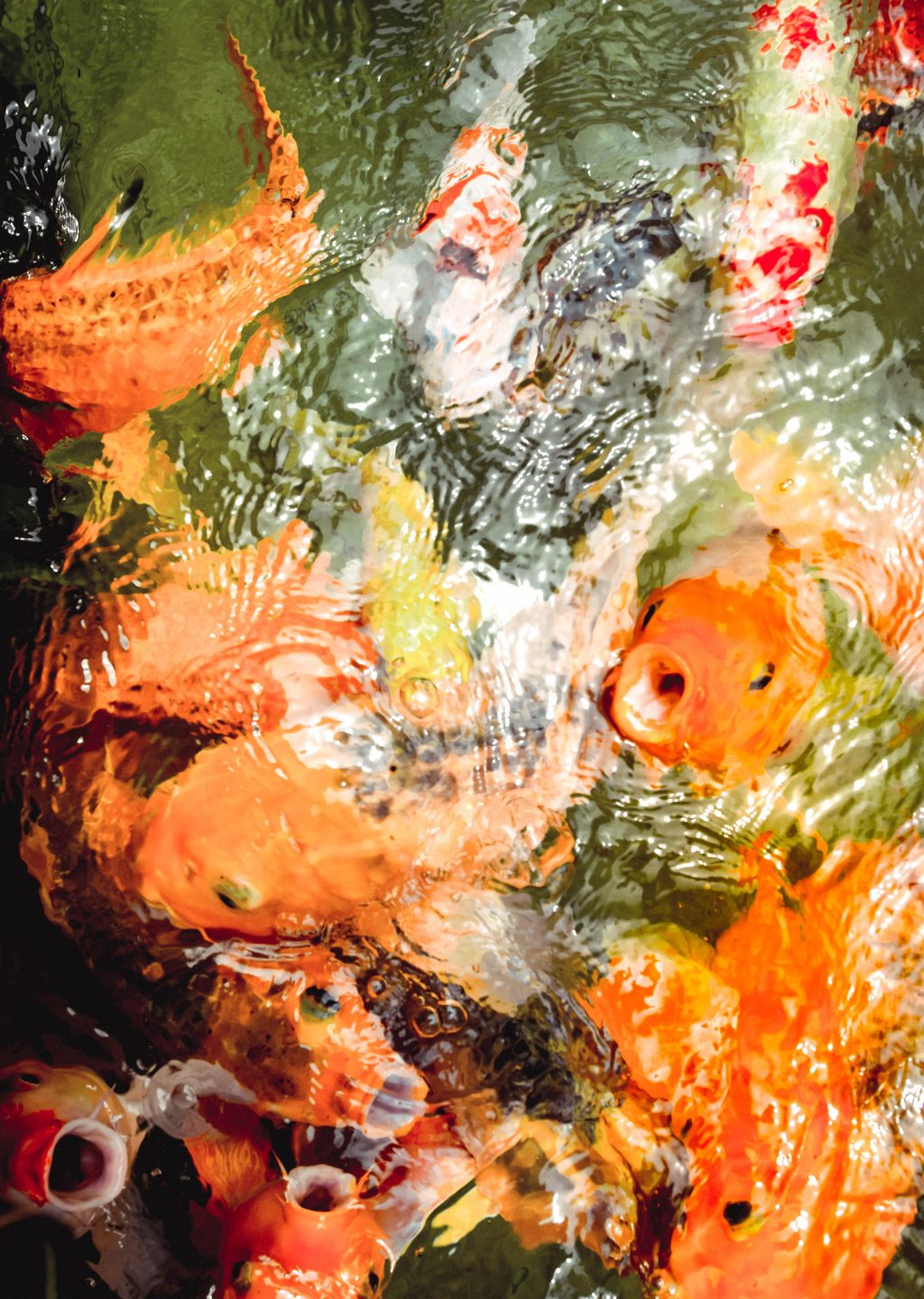 Renkli Koi Balıkları: Su Altı Güzelliği