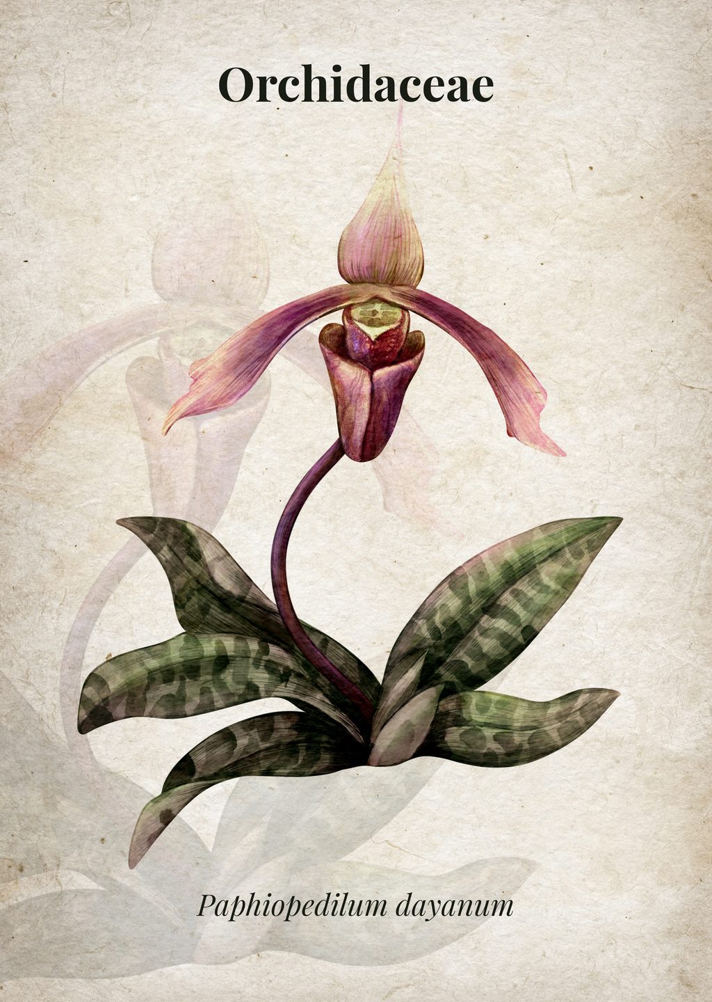 Paphipedilum dayanum Botanik İllüstrasyonu
