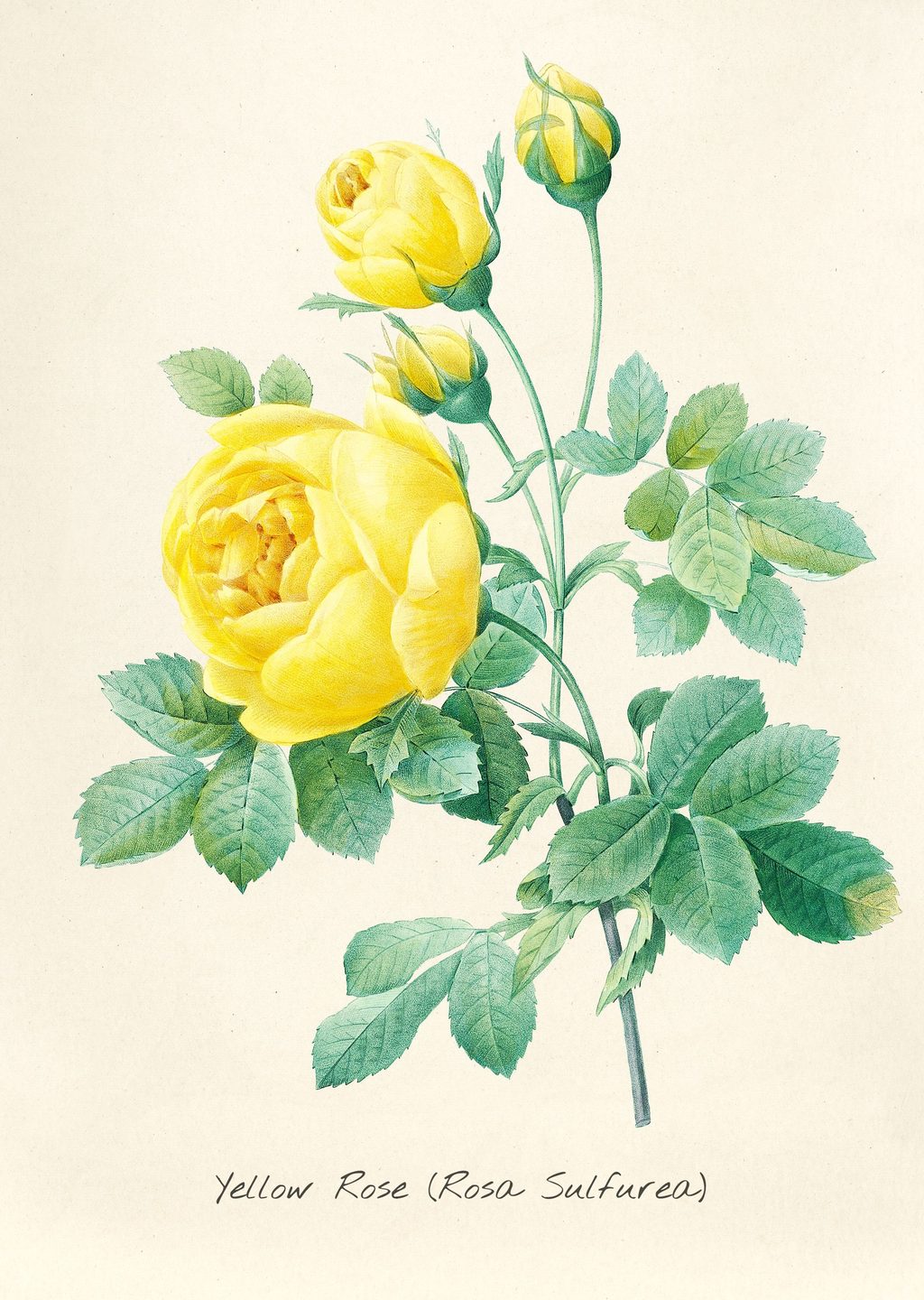 Pierre-Joseph Redouté Çiçek İllüstrasyonu