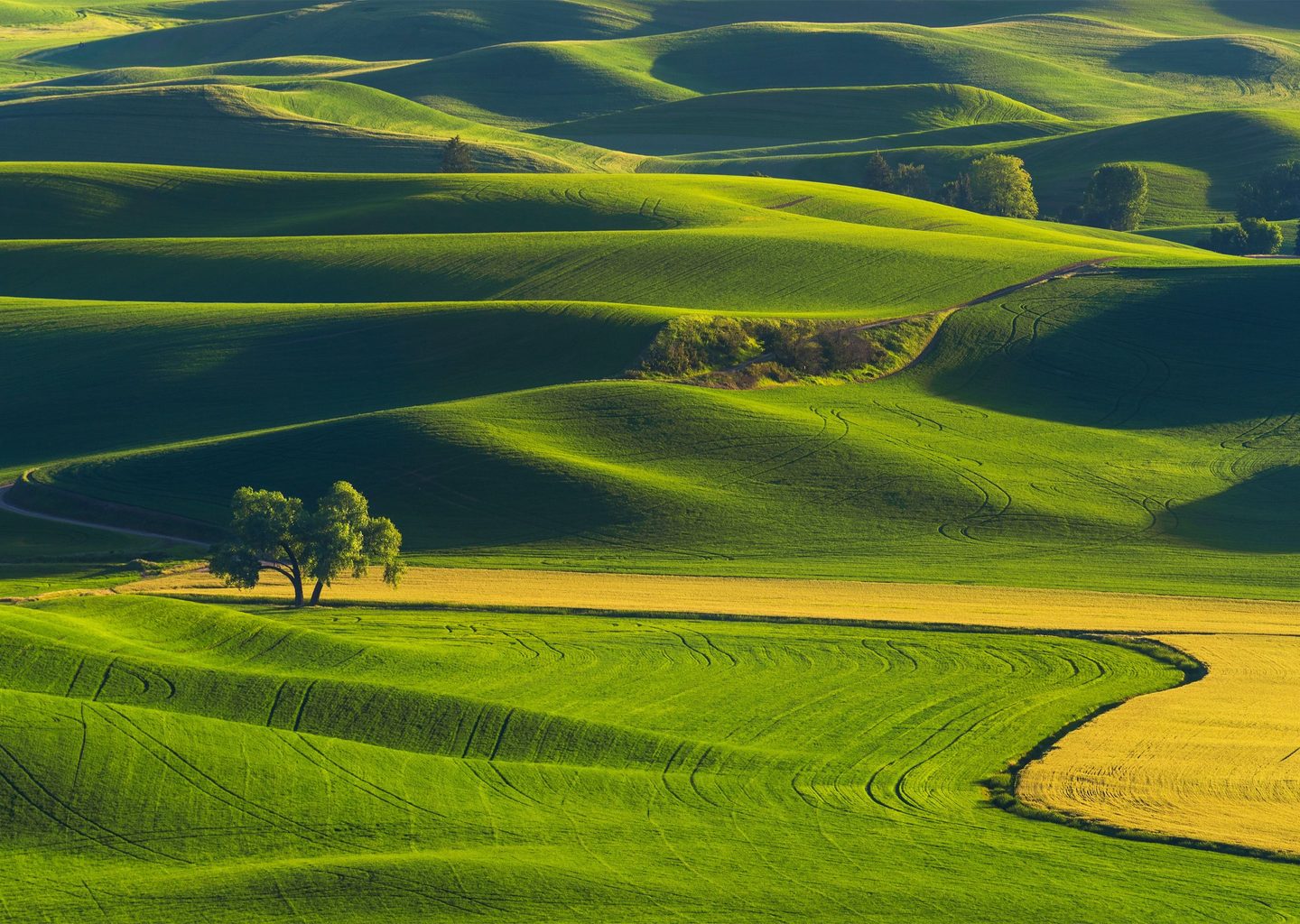 Palouse Tepeleri: Yeşilin Sonsuz Tonları