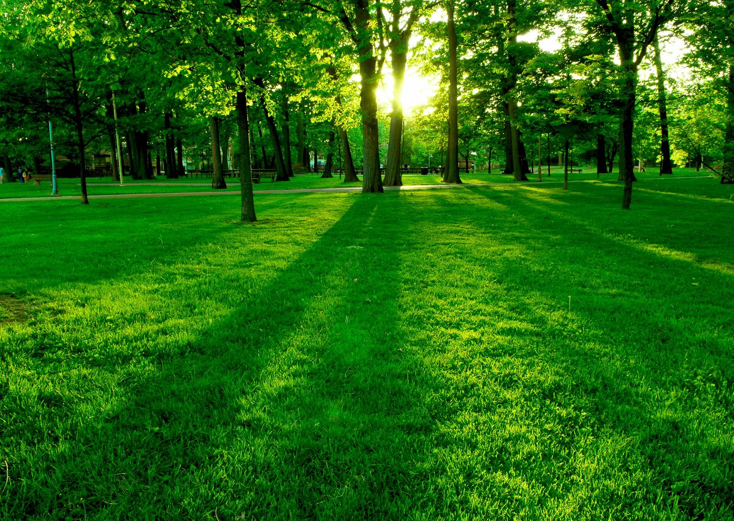 Güneş Işığında Yeşil Park Manzarası